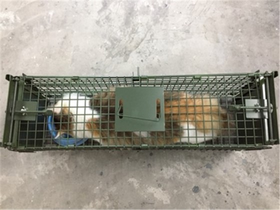 景隆捕貓籠廠家