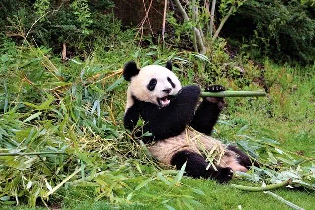 動物園鼠害防制的要點(diǎn)